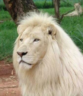 Africa S Different Parts Pic23466 South White Lion Jpg