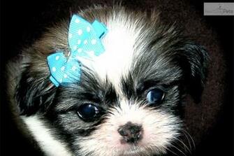 Cute Shih Tzu Puppies