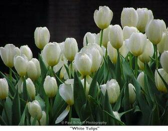White Tulips Wallpaper