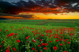 Cool Nature Background Image Wallpaper