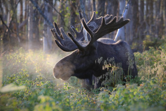 Animal Moose HD Wallpaper