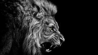 Lion Wallpaper Resolution