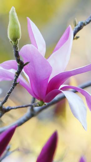 HD Purple Magnolia Flower Wallpaper Byte