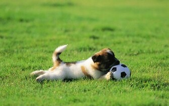 Cute Dogs Wallpaper HD Topwallpaper