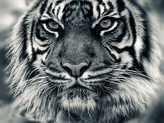 Our Random Wallpaper To See From Any All Categories