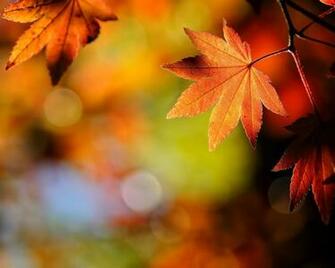 Autumn Leaves Nature Wallpaper Resolution