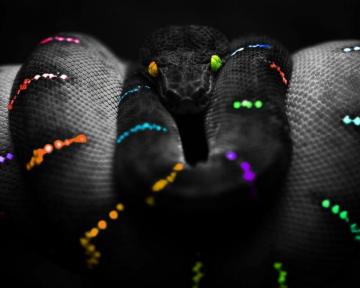 Rainbow Snake Computer Wallpaper Desktop