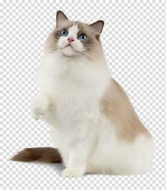 Ragdoll Birman Ragamuffin Cat Snowshoe Aegean Others