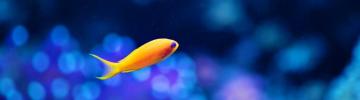 Dual Monitor Screen Multi Multiple Fish Poisson