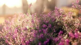 Fuzzy Photography Wallpaper Desktop