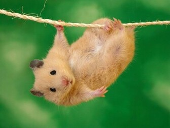 Funny Hamster Photos Animals Wallpaper