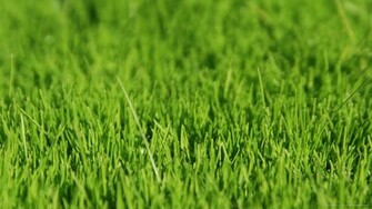 Green Grass Background Wallpaper