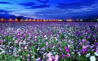 Different Types Of Flower Wallpaper Odd