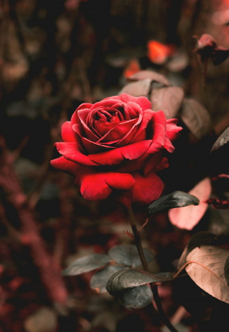 Photo C667ba5f5480 Wallpaper