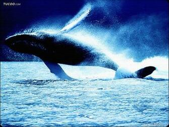 Ocean Animal Wallpaper13 Wallcoo Net