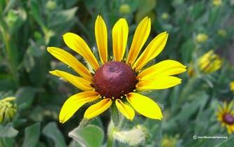 Flower Wallpaper Yellow