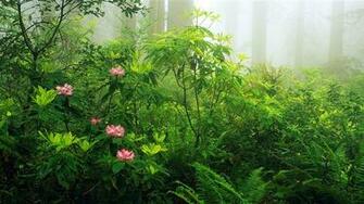 Panoramic Wallpaper Waves Forests Majestic Mountains