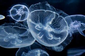 Moon Jellyfish By Ktbull06