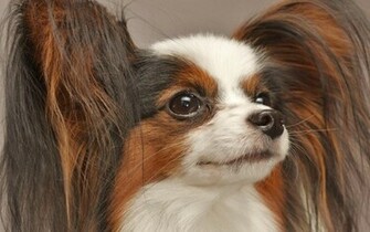 Papillon High Quality And Resolution Wallpaper On