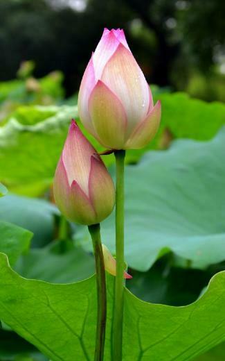 Lotus Flower HD Desktop Wallpaper Jpg