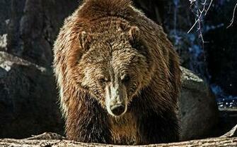 Bear Animals Windows Wallpaper 10wallpaper