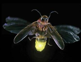 Firefly Lightning Bug High Clarity Image