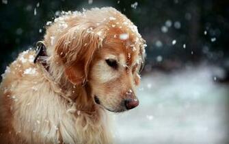 Dog Winter Snow Wallpaper