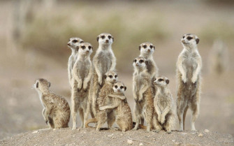 Most Beautiful Animals Wallpaper