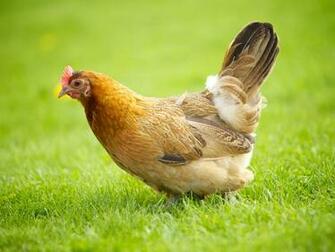 Wallpaper Animals Hen