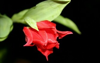 Red Rose On Black Wallpaper Stock Photos