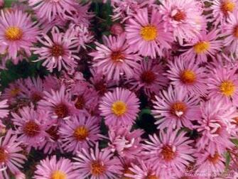 Flower Power Wallpaper