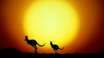 Kangaroo Wallpaper For Laptop
