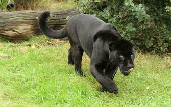 Hungry Black Jaguar Wallpaper Animal