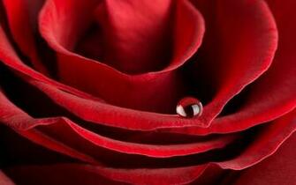 Flowers Rose Water Drops Red Wallpaper Background