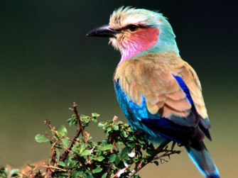 Bird Wallpaper