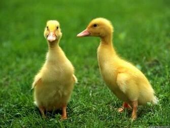 Pics Photos Baby Duck Pictures
