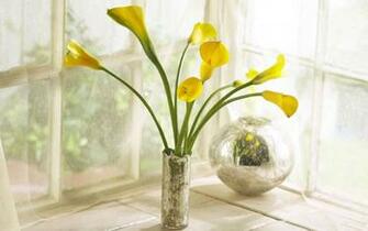 Calla Lily Wallpaper Net
