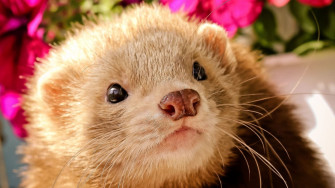 Wallpaper Ferret Face Eyes Animal Full HD