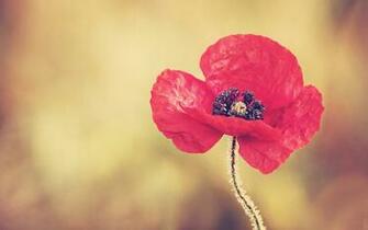 Red Poppy Flower Wallpaper Stock Photos