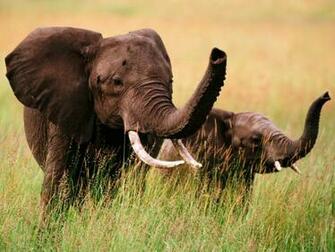 Wallpaper Elephants Animals In Jpg Format For