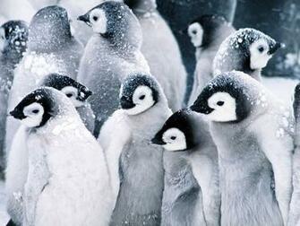 Penguins Wallpaper