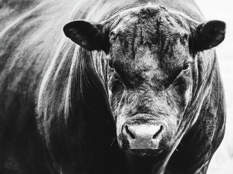 Black Angus Bull Photograph By Debi Bishop Fine Art America