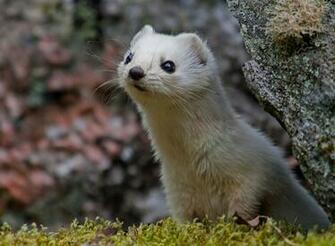 Ferret Computer Wallpaper Desktop Background Id