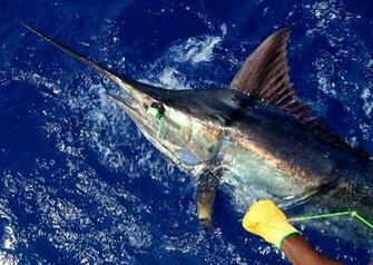 Deep Sea Fishing Wallpaper For Price Information Please