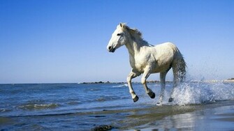 White Arabian Horse Wallpaper