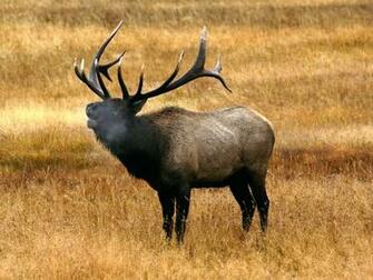 Elk Wallpaper Desktop Background