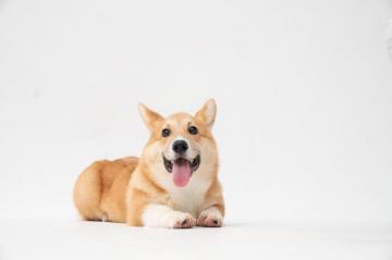 Welsh Corgi Pictures Image