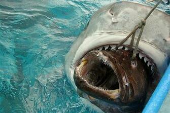 High Resolution Pictures Nice Best Scienaries Different