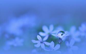 Monochrome Water Drops Macro Flora HD Wallpaper