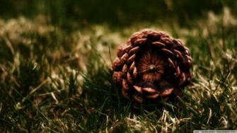 Fallen Pine Cone Wallpaper A